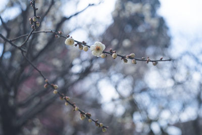 Clear sky and beautiful plum blossoms plum grove at dazaifu tenmangu shrine