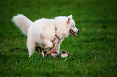 Close-up of dog running on field