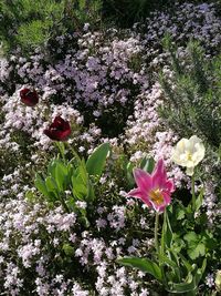 Close-up of pink flowering plant