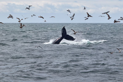Tail slapping whale at the atlantic ocean near boston.