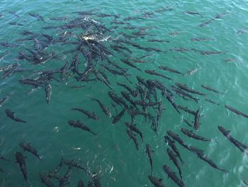 High angle view of fish swimming in sea