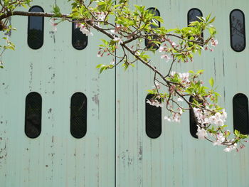 View of flowering plants on wooden door