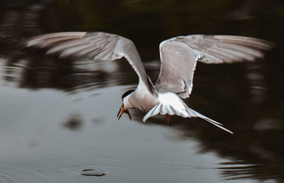 Seagull flying over lake