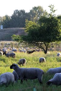 View of sheep on field