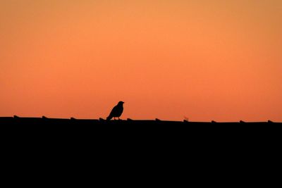 Silhouette bird perching on orange sky