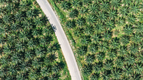 High angle view of succulent plants on field