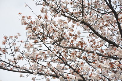 Low angle view of flowering tree against clear sky