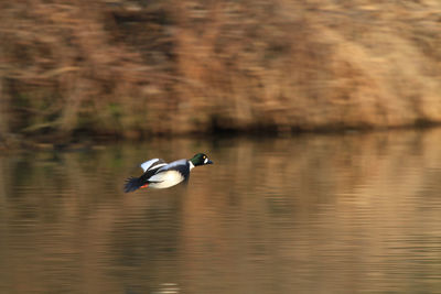 Bird flying over lake