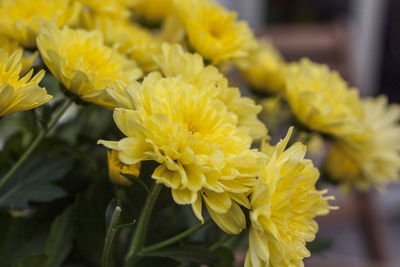 Close-up of yellow flowering plant