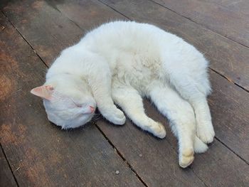 A white cat is sleeping on the wooden floor. animal and pet concept