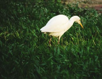 White duck in a field