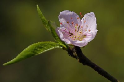 Close-up of pink flower