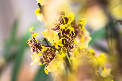 Close-up of insect on yellow flower