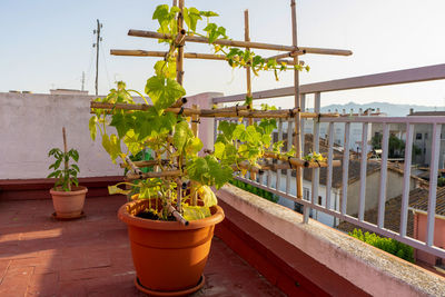Close-up of potted plant against sky