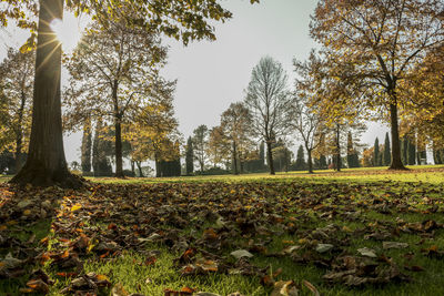 Trees growing on field