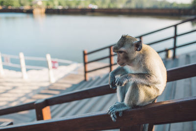 Monkey sitting on railing 