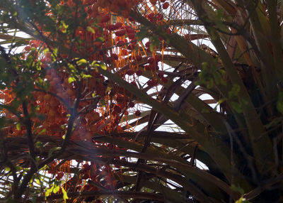 Low angle view of palm tree