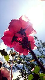 Close-up of pink rose