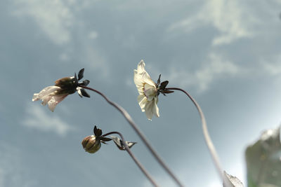 Low angle view of white flowering plant against sky