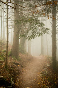 Trees and plants in forest during winter