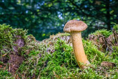 Close-up of mushroom growing in forest