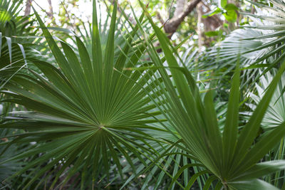Close-up of fresh green plant