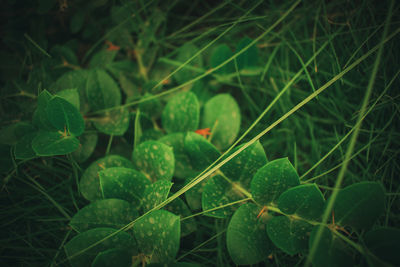 Close-up of fresh green plants