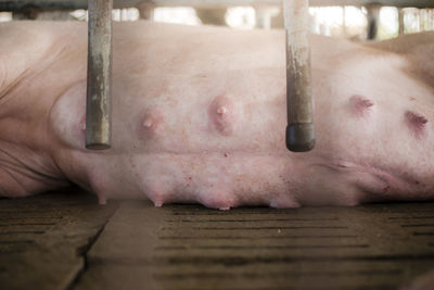 Mother pig and small piglet in the farm,swine at the farm of thailand.