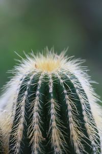 Close up of dandelion