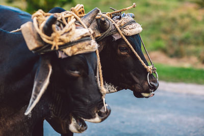 Close-up of a working cows