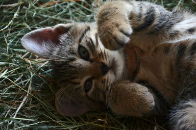 High angle view of cat lying on grass