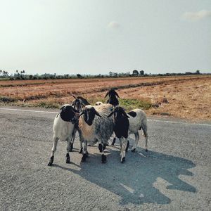 Goats on field