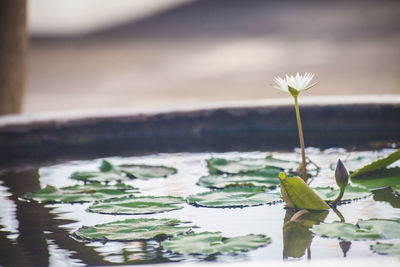 Close-up of water lily on plant