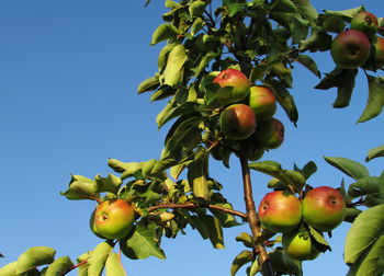 Low angle view of apples on tree against sky