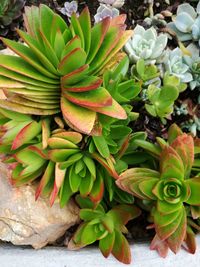 Close-up of cactus growing outdoors