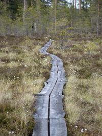 Road amidst trees in forest