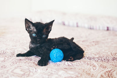 Close-up portrait of a black cat