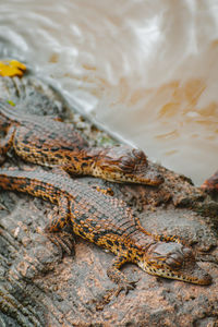 Close-up of crocodile in lake