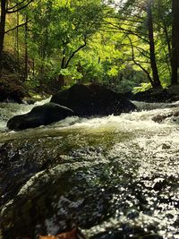 Stream flowing through rocks in forest