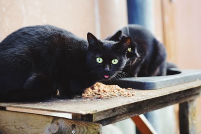 Portrait of black cat on wood