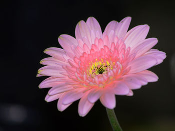 Close-up of pink flower against black background