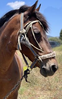 Portrait of an andalusian horse in southern spain. 