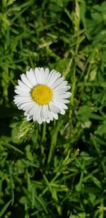 Close-up of white daisy flower