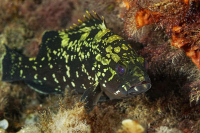 Epinephelus marginatus, the dusky grouper on the sea bottomof the mljet island, adriatic sea
