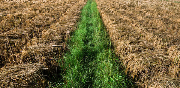 Crops growing on field