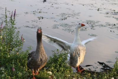 Ducks swimming in lake