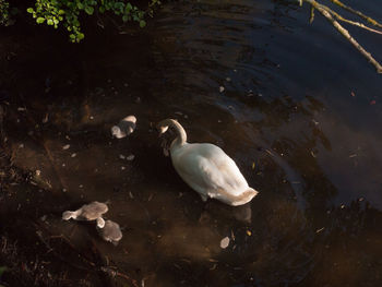 High angle view of swans in lake