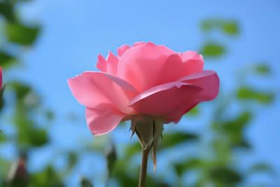 Close-up of pink flowering plant