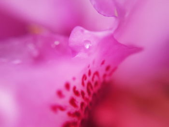 Close-up of pink flower blooming outdoors