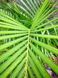 Close-up of fresh green plant